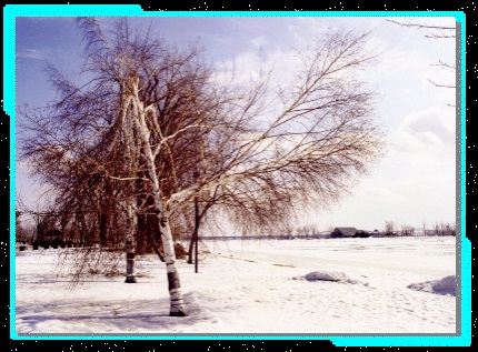birch1a2.jpg 51K