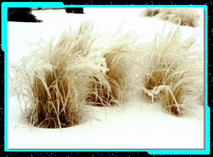 grass-1 51K